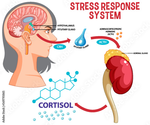 Stress response system scheme