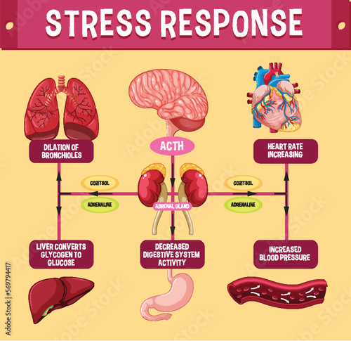 Stress response system scheme