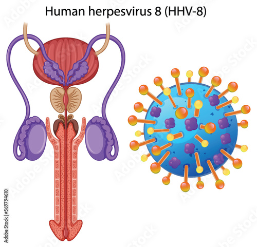 Inside the male reproductive system