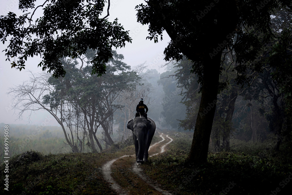 elephant with mahout in a foggy morning at core area of Indian forest elephant with mahout in a foggy morning at core area of Indian forest