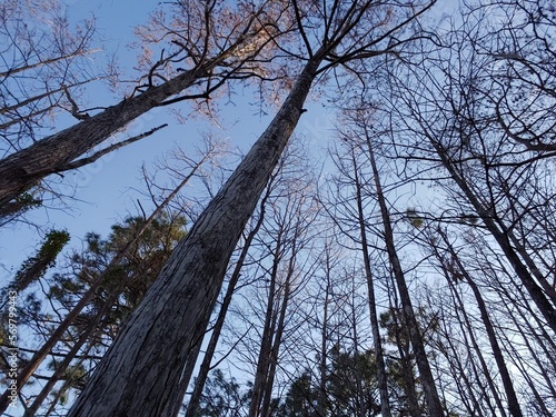 Wallpaper Mural trees in the forest Torontodigital.ca