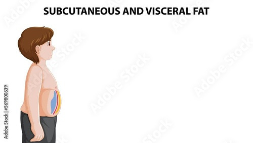 Diagram showing subcutaneous and visceral fat  photo