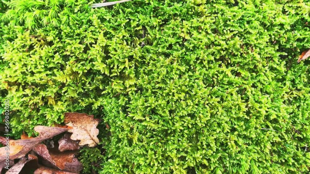View of fallen leaves of trees and green moss on the background of the Caucasus mountains. Oak foliage. Subtropical forest on the Black Sea coast in Russia. The Greater Caucasus. View of fallen leaves of trees and green moss on the background of the Caucasus mountains. Oak foliage. Subtropical forest on the Black Sea coast in Russia. The Greater Caucasus.