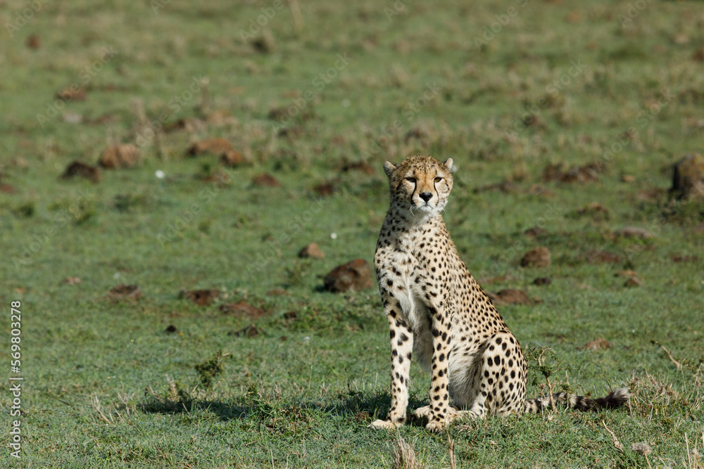 Naklejka premium cheetah on the savannah