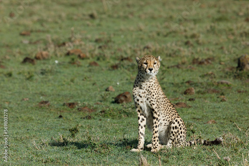 Canvas Print cheetah on the savannah