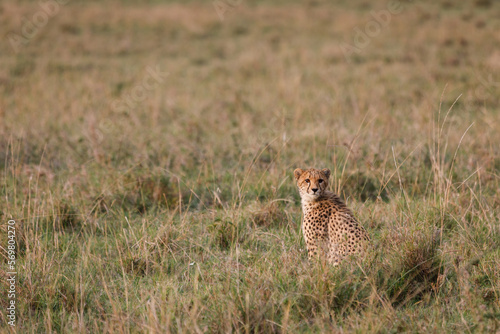 Canvas Print cheetah on the savannah