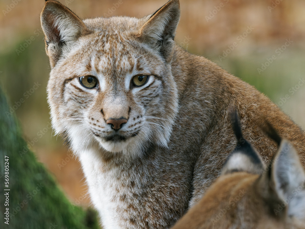 Eurasischer Luchs, Nordluchs, Lynx lynx, Luchs Eurasischer Luchs, Nordluchs, Lynx lynx, Luchs