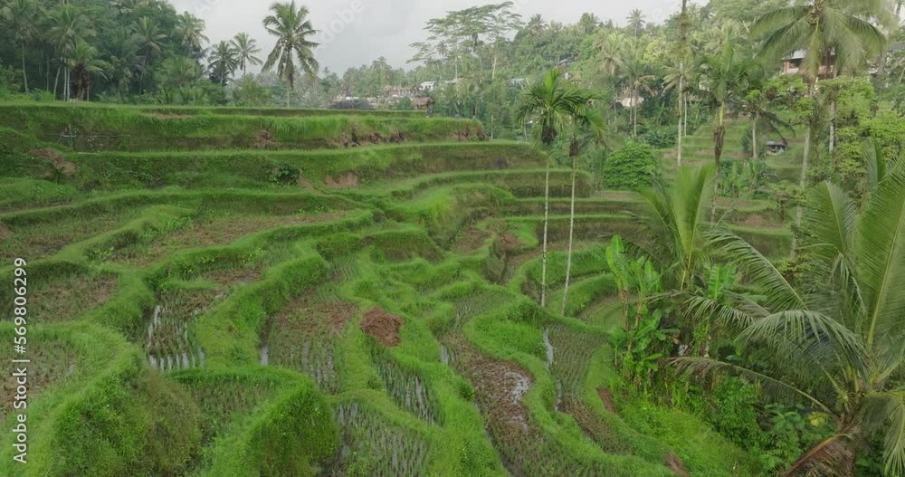 Aerial Shot Of Structures On Tranquil Green Hills, Drone Flying Forward Over Rice Paddies - Bali, Indonesia Aerial Shot Of Structures On Tranquil Green Hills, Drone Flying Forward Over Rice Paddies - Bali, Indonesia