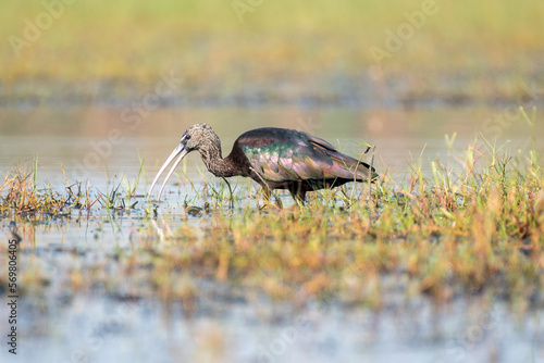 Close up of Glossy Ibis bird in the wetlands with use of selective focus photo