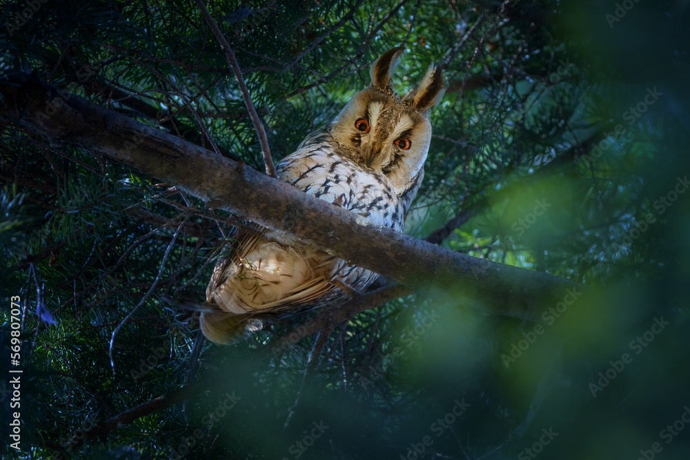 Obraz premium A long-eared owl in the Czech Republic
