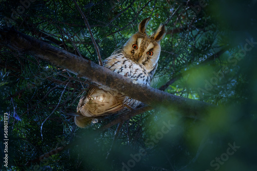 A long-eared owl in the Czech Republic © Josef Cink
