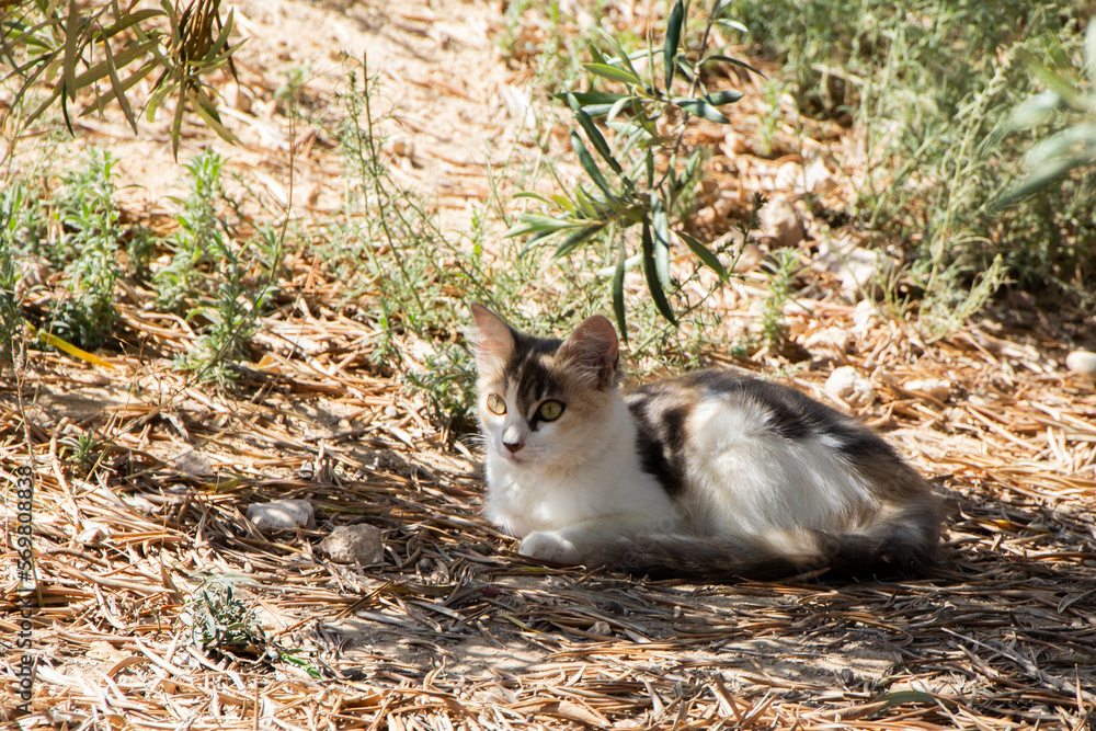 Fototapeta premium A kitten laying down on the ground