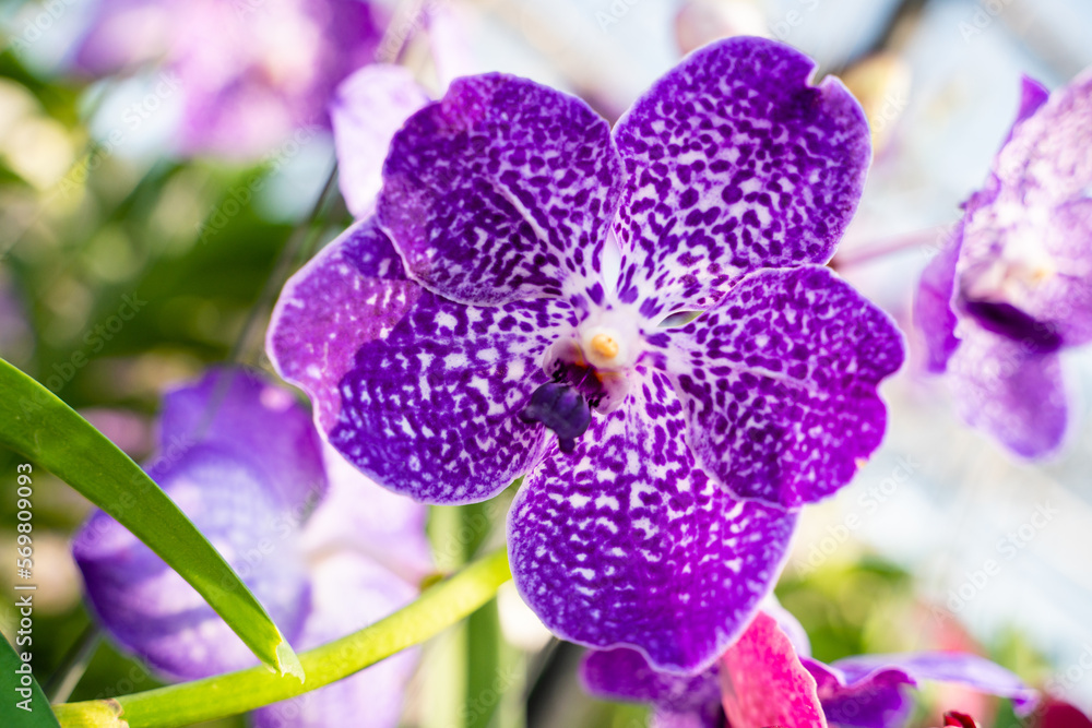 Beautiful purple Vanda hookerriana orchid flower in the garden. soft focus. Beautiful purple Vanda hookerriana orchid flower in the garden. soft focus.