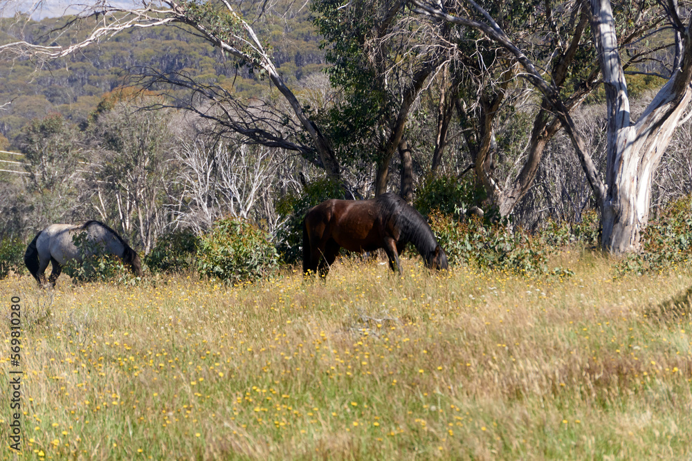 Wild Horses the High Country Brumbies leisurely grazing in the Snowy Mountains Kosciuszko National Park Wild Horses the High Country Brumbies leisurely grazing in the Snowy Mountains Kosciuszko National Park