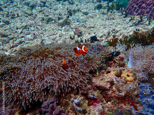 Two clown fish swim near the anemone.