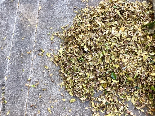 dried leaves.drop.on the floor