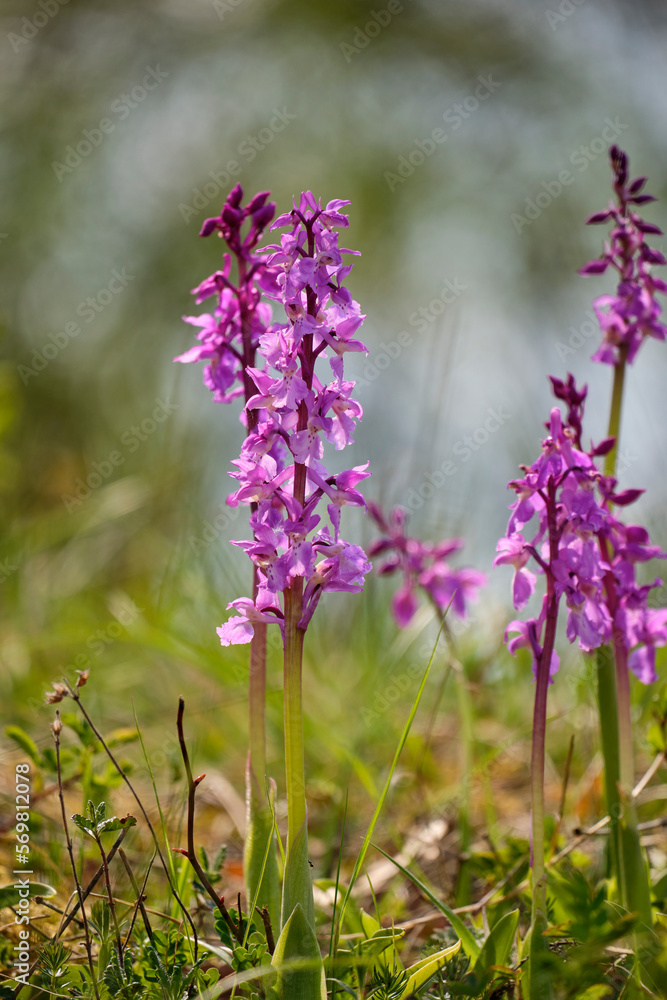 Obraz premium Kleines Knabenkraut, Anacamptis morio, Orchis morio