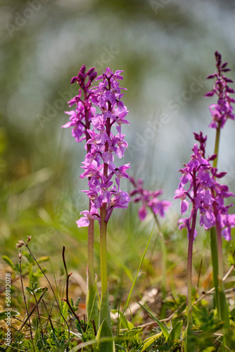 Kleines Knabenkraut  Anacamptis morio  Orchis morio