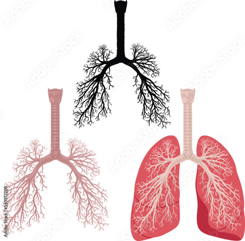 Vector illustration of human body part, organ lungs with detailed bronchi and trachea and the silhouette of respiratory system isolated on white background