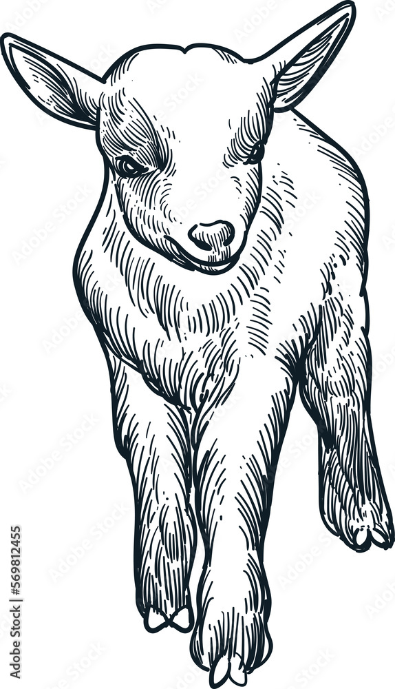Nigerian Dwarf Goat Drawing