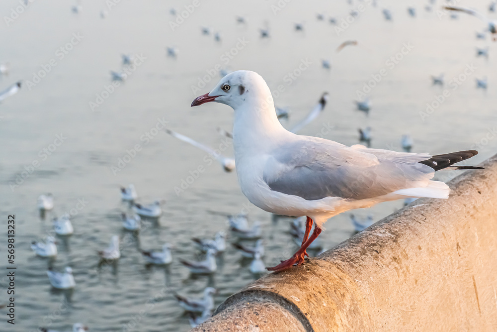 Fototapeta premium The seagull is standing on the edge of the bridge.