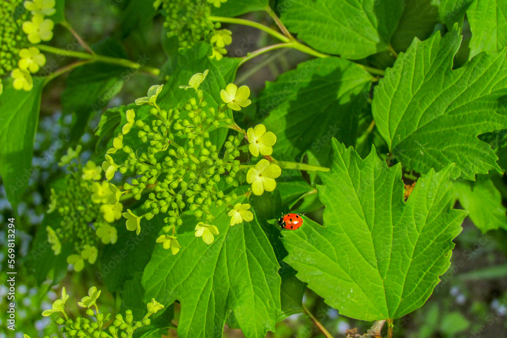 Ladybug on the leaves of jasmine flowers in the greenery of the summer garden. Natural Wallpaper. Ladybug on the leaves of jasmine flowers in the greenery of the summer garden. Natural Wallpaper.