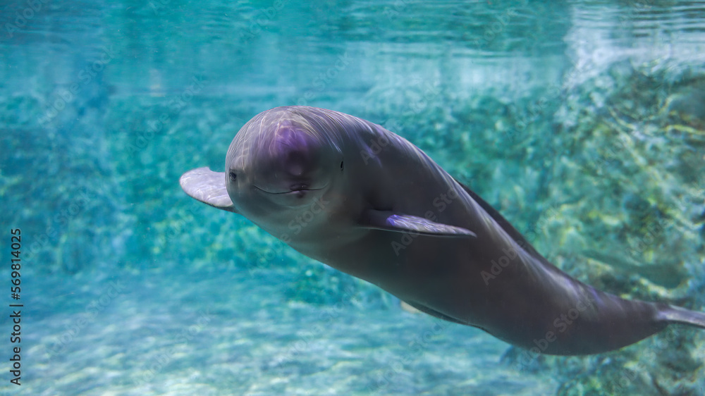 The finless porpoise swims underwater and says hello, cute
