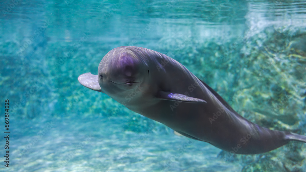 Naklejka premium The finless porpoise swims underwater and says hello, cute
