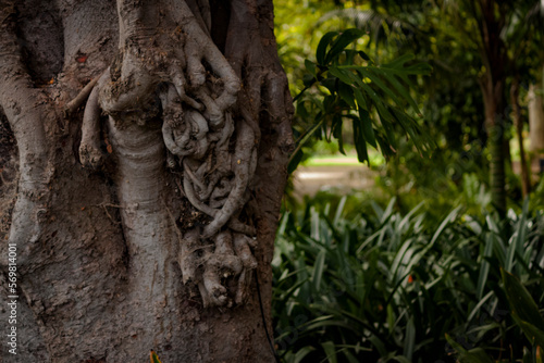 The gnarly and twisted Moreton Bay Fig tree in the Adelaide Botanic Gardens against plants in the background.
