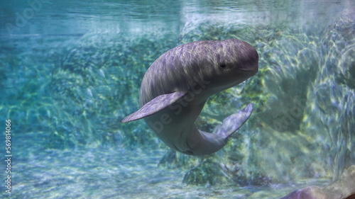The finless porpoise swims underwater and says hello, cute