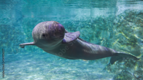 Fotografía The finless porpoise swims underwater and says hello, cute