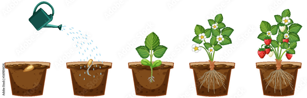 Life cycle of a strawberry plant diagram Life cycle of a strawberry plant diagram