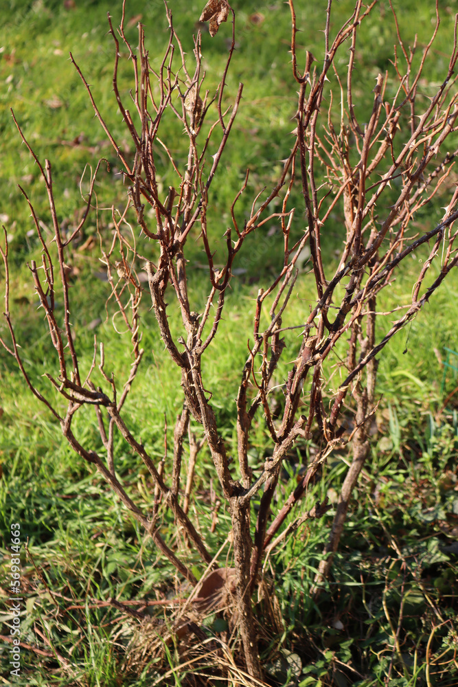 Fototapeta premium Rose bsuh without leaves in the garden against green meadow on winter season 