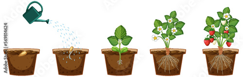 Life cycle of a strawberry plant diagram