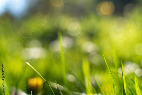Spring summer blurred green background, bokeh effect