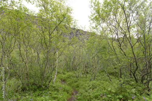 Asbyrgi Gorge