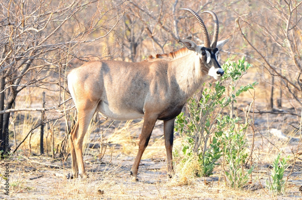 Portrait of a roan antelope, Etosha NP, Namibia Portrait of a roan antelope, Etosha NP, Namibia