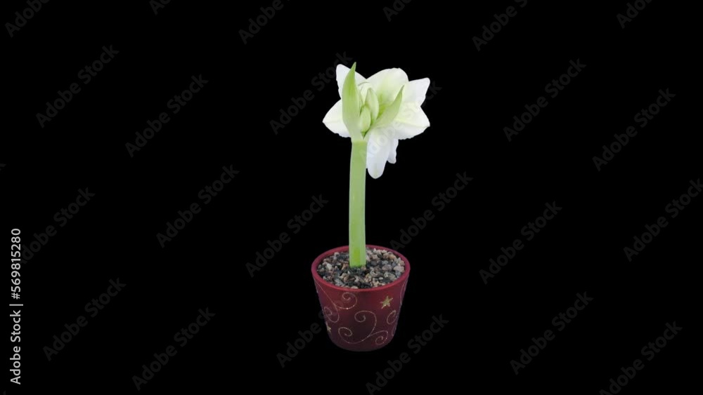 Time lapse of opening white Alfresco amaryllis Christmas flower with ALPHA transparency channel isolated on black background
Time lapse of opening white Alfresco amaryllis Christmas flower with ALPHA transparency channel isolated on black background