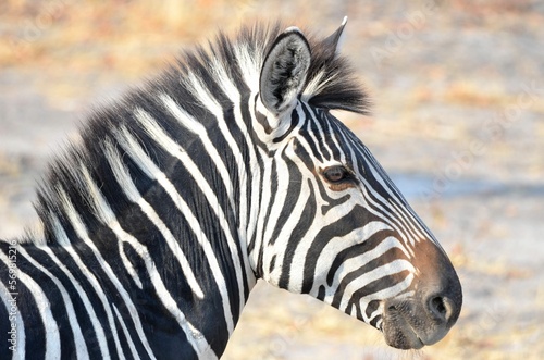 Portrait of a Zebra  Eosha National park  Namibia