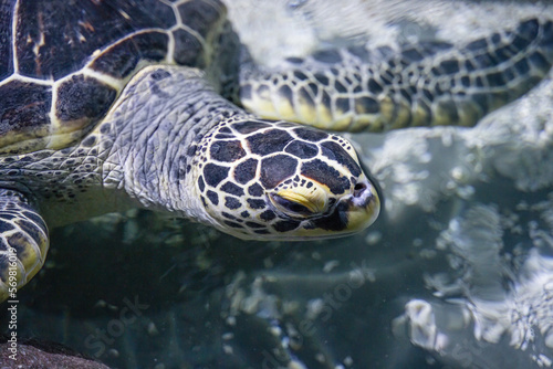 Fototapeta Naklejka Na Ścianę i Meble -  Sea turtle hawksbill head close-up partial detail