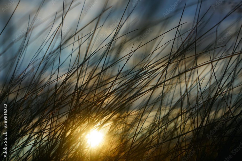 yellow and blue field filled with sunlight. fresh grass in summer or spring season, against the backdrop of sunset. wild nature background. yellow and blue field filled with sunlight. fresh grass in summer or spring season, against the backdrop of sunset. wild nature background.
