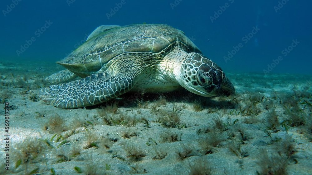 Obraz premium Big Green turtle on the reefs of the Red Sea. Green turtles are the largest of all sea turtles. A typical adult is 3 to 4 feet long and weighs between 300 and 350 pounds. 