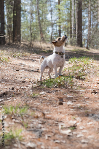Little Jack Russell Terrier dog standing on a forest path, looking away. close-up detail. A young jack russell terrier on a walk in the forest listens to sounds
