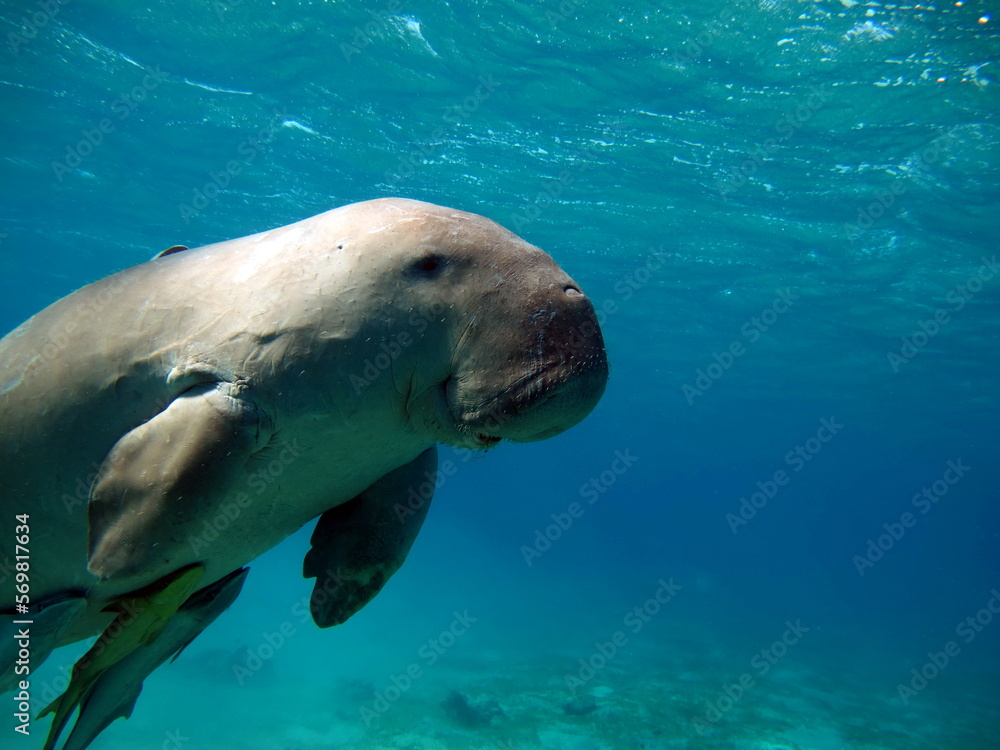 Dugongo. Sea Cow in Marsa Alam. Marsa Mubarak bay.
Dugongo. Sea Cow in Marsa Alam. Marsa Mubarak bay.