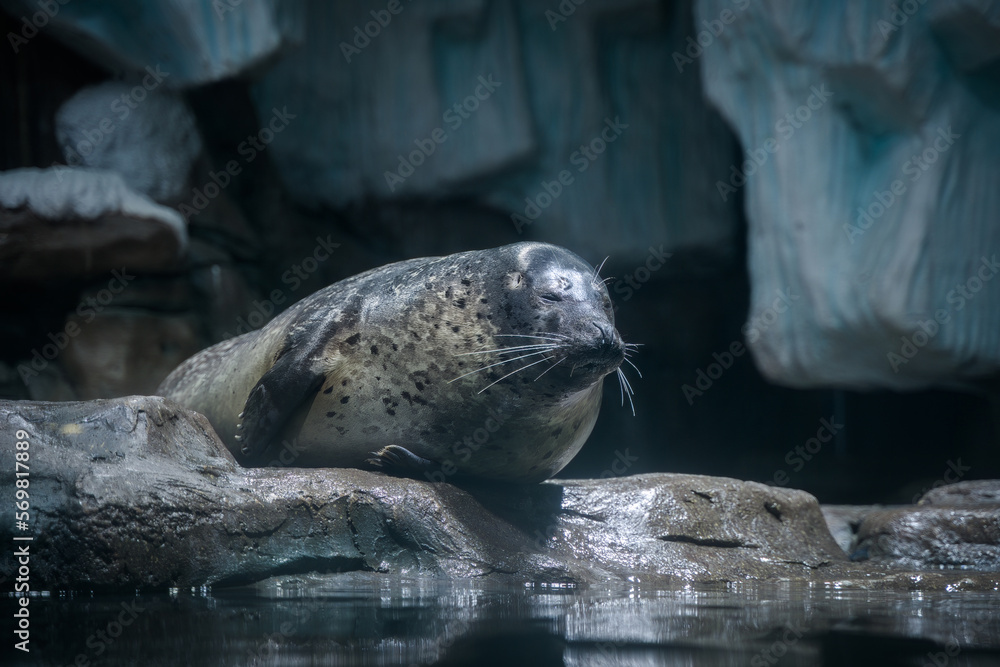 Naklejka premium Harbor seal resting on the shore