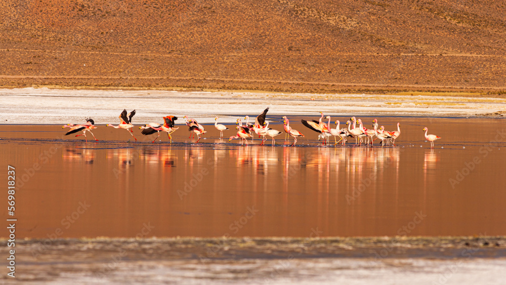 Group of James's Flamingo's (Phoenicoparrus jamesi) in the half frozen salt lake of Salar Surire in northern Chile
