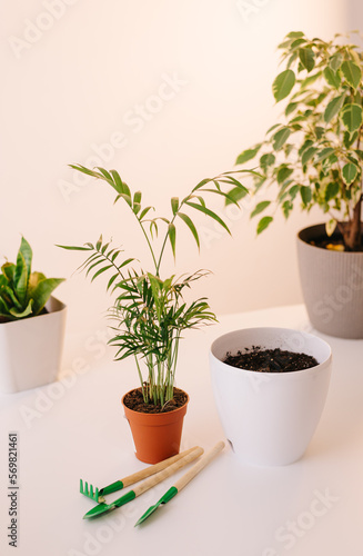 repot to bigger clay pot indoors. care of plants. planting gardening concept. repotting plant