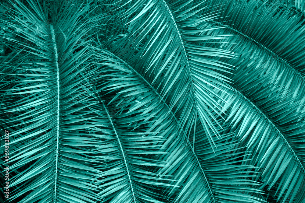 Palm tree leaves in green forest, tropical jungle toned background. Concept of ecology , travel, nature conservation and for interior decoration Palm tree leaves in green forest, tropical jungle toned background. Concept of ecology , travel, nature conservation and for interior decoration