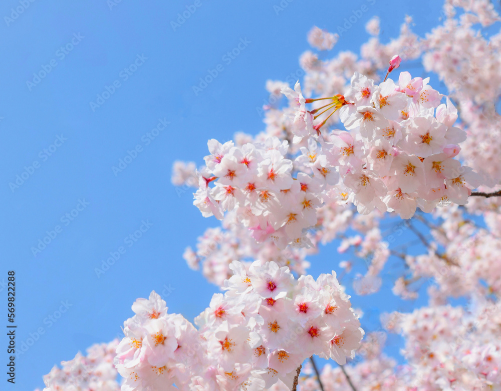 満開の桜の花と青空、桜の花のクローズアップ、桜のフレーム、染井吉野