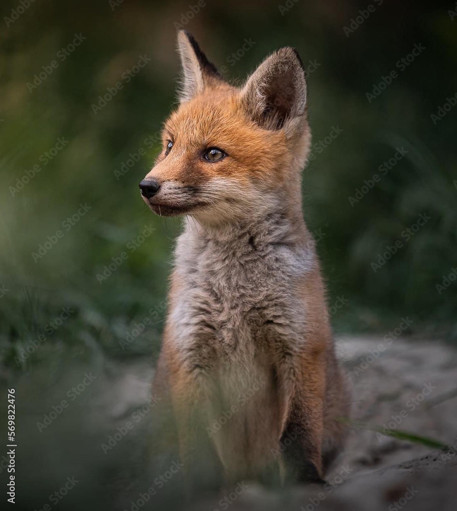 Rotfuchs Rotfuchs